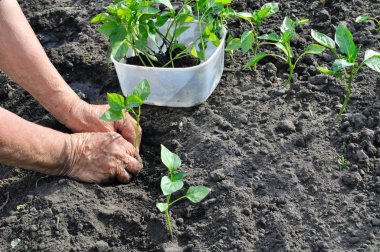 biber fide dikim bahçıvanın eller