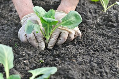 Bahçıvan dikim lahana fide