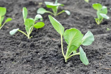  taze organik sebze lahana fidan dikti 