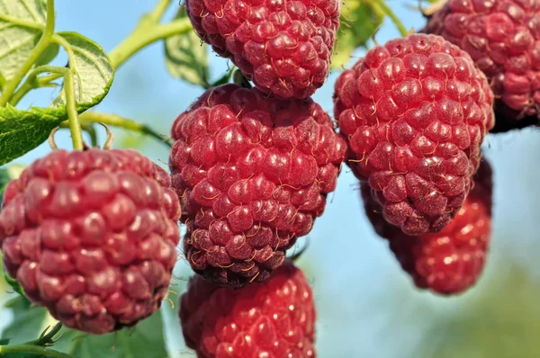 Nahaufnahme von reifen Himbeeren — Stockfoto