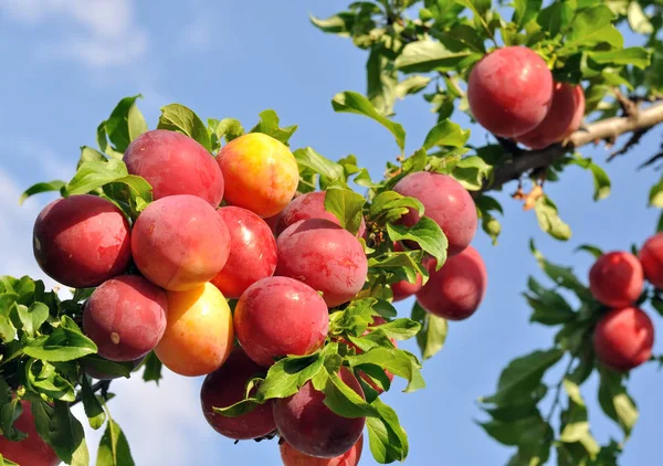 Ripe plums on a tree branch — Stock Photo, Image
