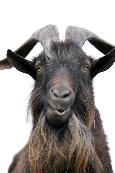 Close-up portrait of a goat — Stock Photo, Image