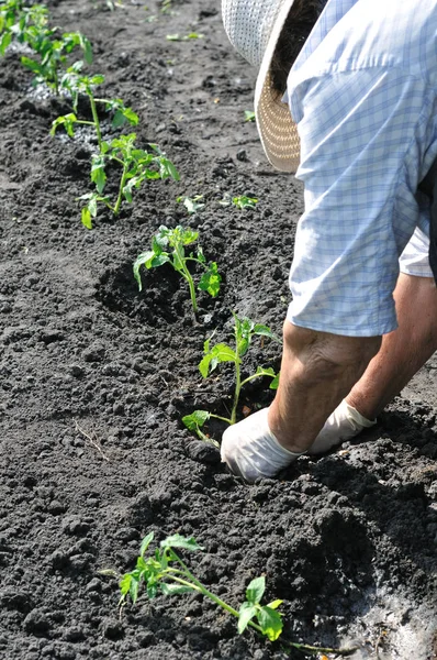 farmer planting a tomato seedling