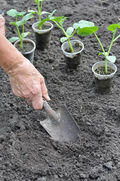 Rolnik sadzenia rozsady ogórków w serii, 1 z 4 — Zdjęcie stockowe