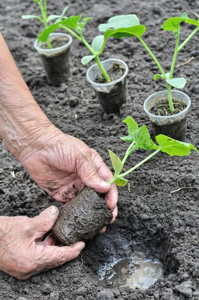 Agricultor plantando un pepino en serie, 3 de 4 — Foto de Stock