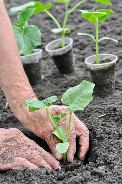 Bonde plantering en gurka fröplanta i serien, 4 av 4 — Stockfoto