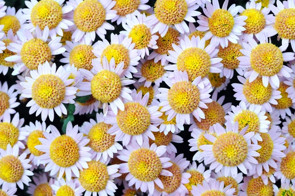 Close Chrysanthemum Flowers — Stock Photo, Image