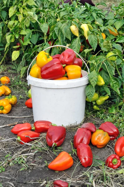 Pimentos Maduros Colhidos Horta — Fotografia de Stock