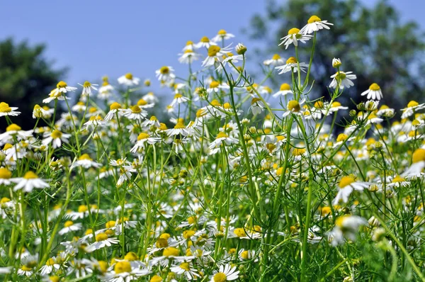 Closeup Blooming Camomile Matricaria Chamomilla Homeopathic Flower Meadow — Stock Photo, Image