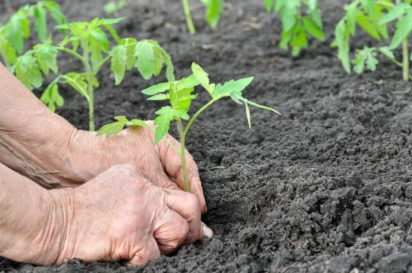 トマト苗を植える年配の女性の手 — ストック写真