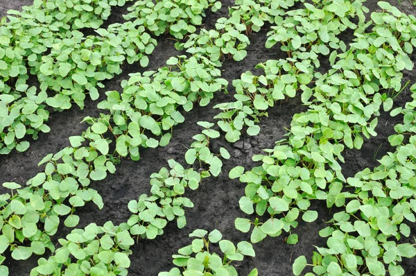 Campo verde de trigo mourisco crescente — Fotografia de Stock