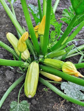 sebze bahçesinde sebze iliği olgunlaşma, yakın çekim