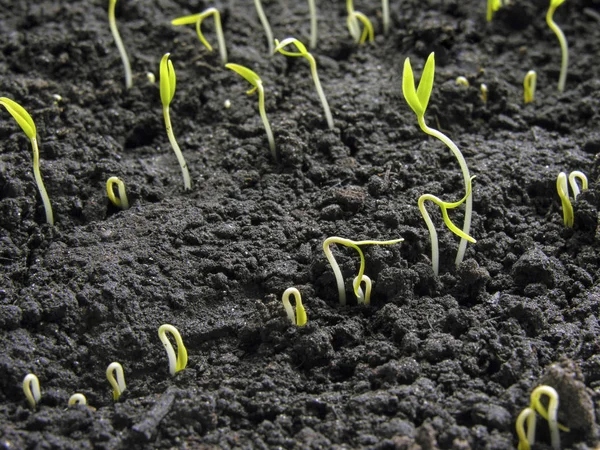 Primer plano de los brotes de pimienta — Foto de Stock