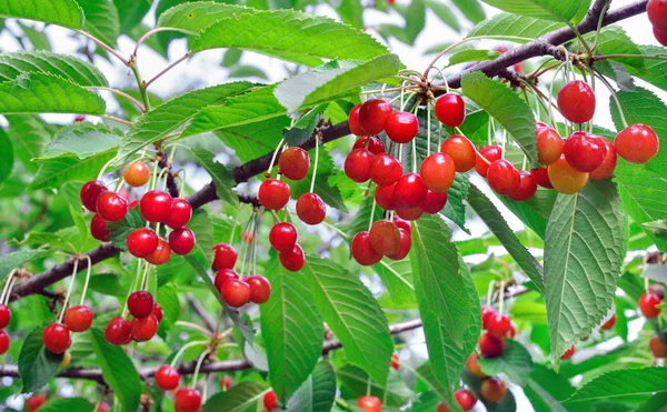 Close Ripe Sweet Cherries Tree Garden — Stock Photo, Image