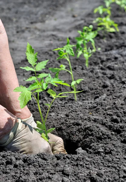 Boer Een Tomaat Seedling Planten Moestuin — Stockfoto