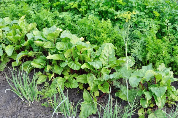 Membudidayakan Secara Organik Berbagai Sayuran Kebun Sayuran — Stok Foto