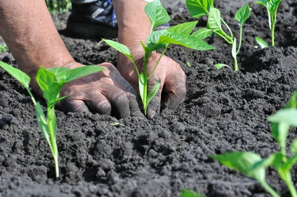 Boer Het Planten Van Een Peper Zaailing Groentetuin — Stockfoto