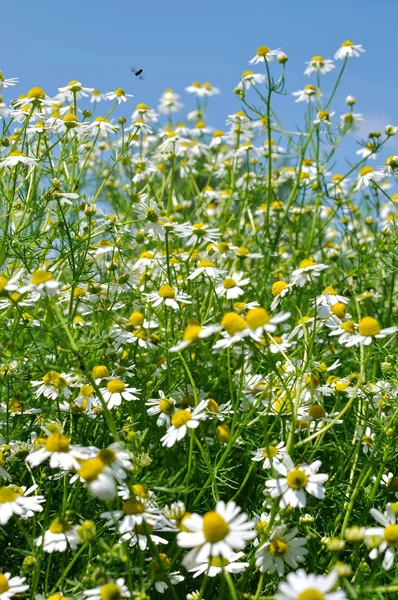 Closeup Blooming Camomile Matricaria Chamomilla Homeopathic Flowers Vertical Composition — Stock Photo, Image