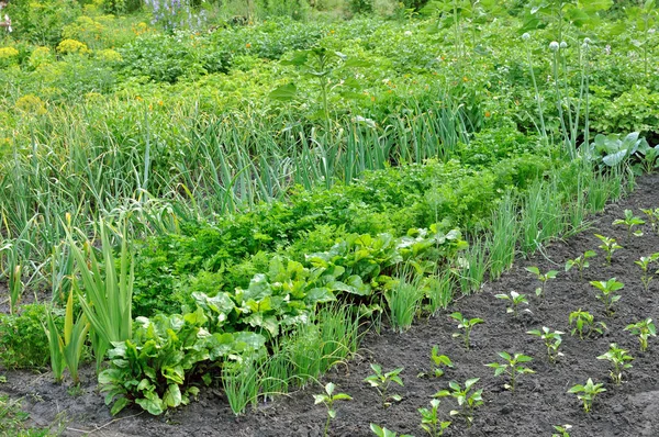 Membudidayakan Secara Organik Berbagai Sayuran Kebun Sayuran — Stok Foto