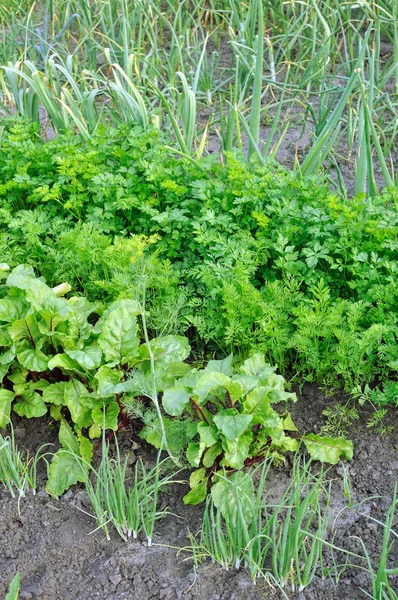 Cultivado Orgánicamente Varias Verduras Huerto —  Fotos de Stock