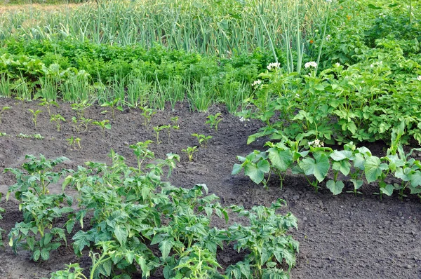 Cultivado Orgánicamente Varias Verduras Huerto —  Fotos de Stock