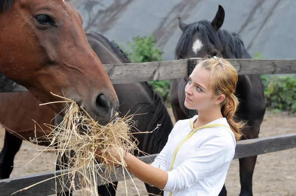 ファームの馬に餌をやる 代少女 — ストック写真