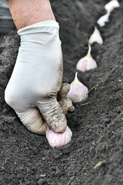 Agricoltore Piantare Aglio Nell Orto — Foto Stock