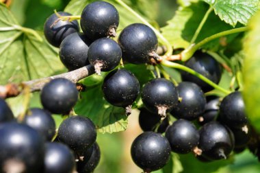 Siyah frenk üzümü bahçede Close-Up