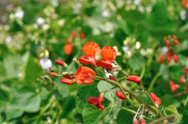 çiçek açan börülce plantasyon