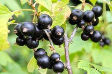 Siyah frenk üzümü bahçede Close-Up