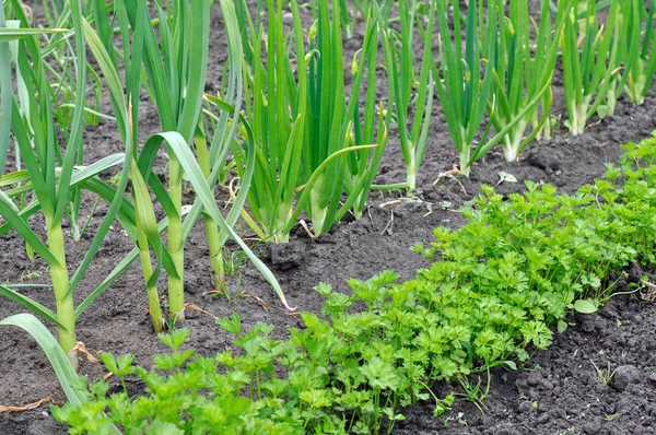 Menanam Sayur Sayuran Secara Organik Kebun Sayuran — Stok Foto