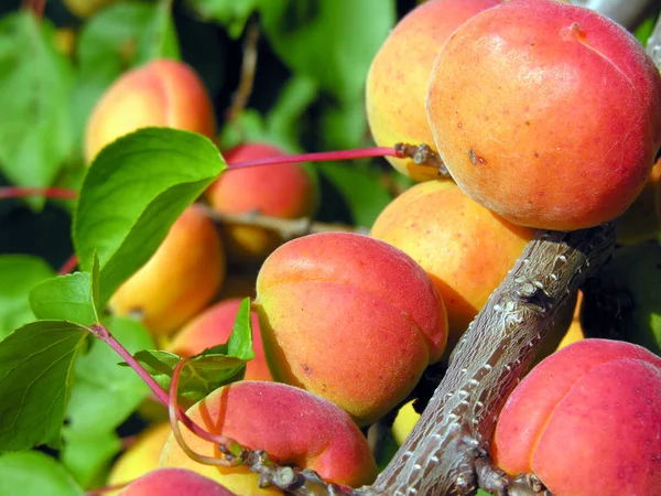 Close Ripe Apricots Orchard — Stock Photo, Image