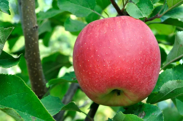 Nahaufnahme Von Rotem Apfel Auf Ästen Von Apfelbäumen — Stockfoto