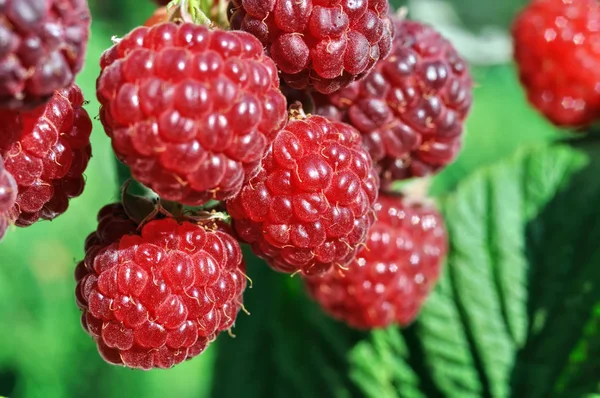 Nahaufnahme Von Reifen Himbeeren Garten — Stockfoto