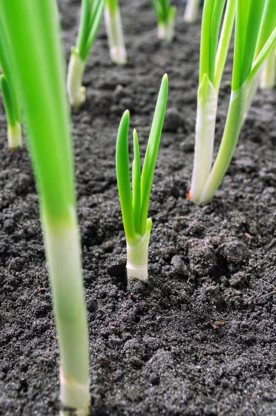 Blízkí Cibulové Plantáže — Stock fotografie