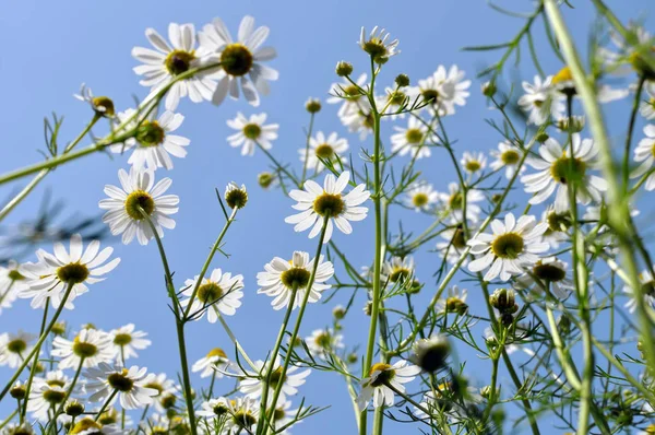 Closeup Blooming Camomile Matricaria Chamomilla Homeopathic Flowers Low Angle View — Stock Photo, Image