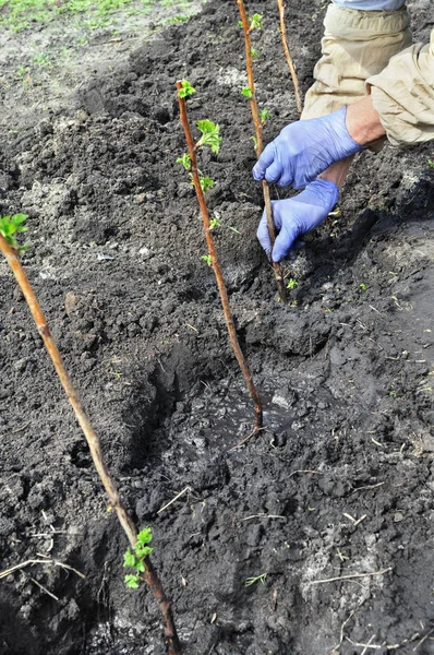 Agricultor plantando una plántula de frambuesa —  Fotos de Stock