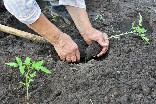 Gardener Handen Aanplant Tomaat Zaailing Moestuin — Stockfoto