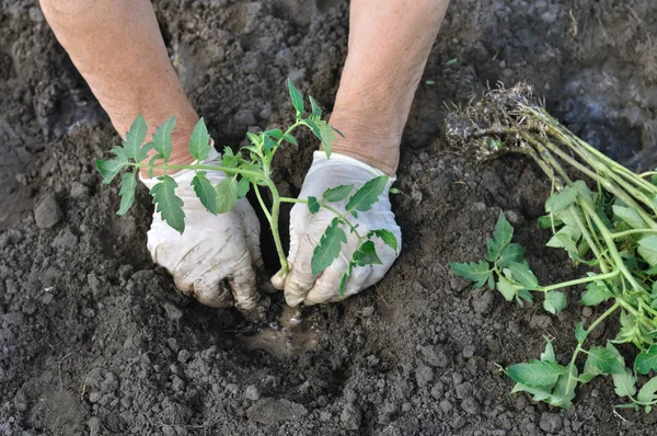 farmer planting a tomato seedling in the vegetable garden