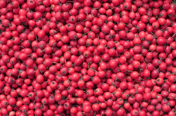 Freshly harvested ripe red hawthorn — Stock Photo, Image