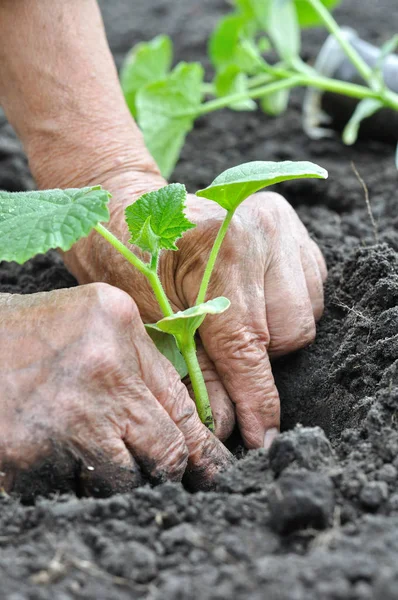 Agricultor plantando uma planta cultivada de sementes de pepino — Fotografia de Stock