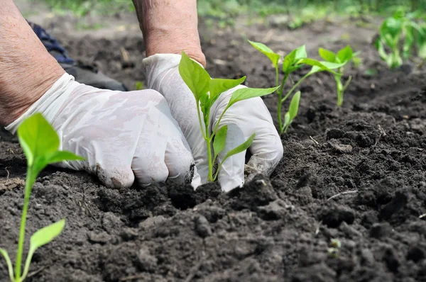 Jordbrukaren plantering en paprika planta — Stockfoto