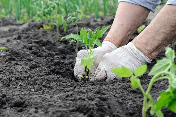 Agricultor plantando uma planta cultivada de sementes de tomate — Fotografia de Stock