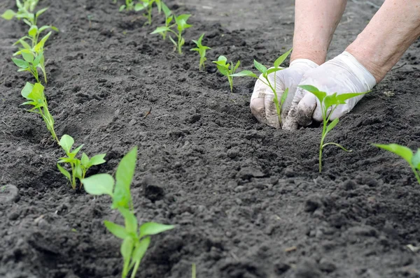 Agricultor plantando uma planta cultivada de sementes de pimenta — Fotografia de Stock