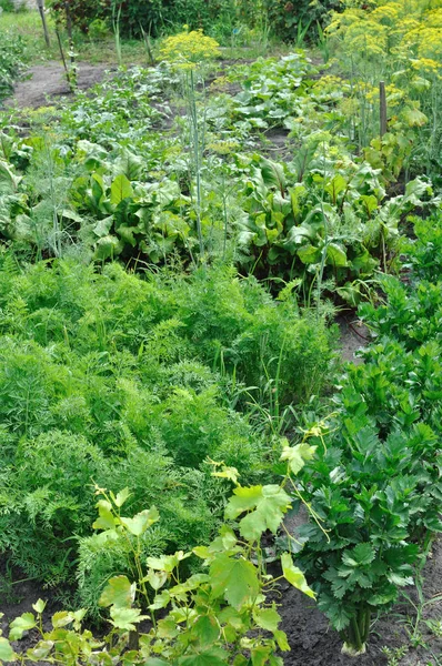 Part of the vegetable garden — Stock Photo, Image