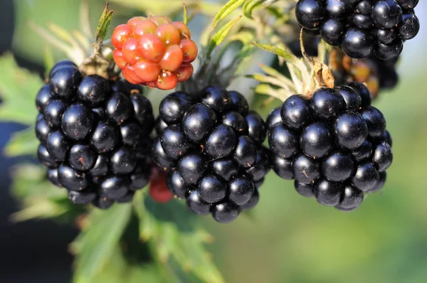 Close-up van blackberry fruit — Stockfoto