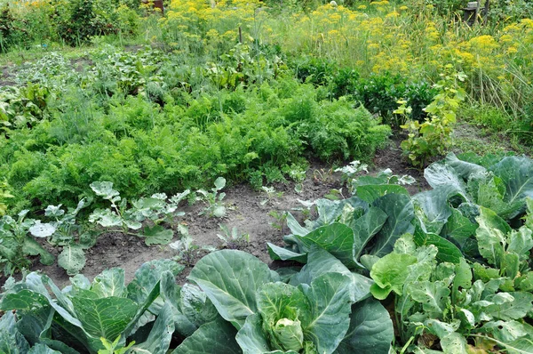 Membudidayakan Secara Organik Berbagai Sayuran Kebun Sayuran — Stok Foto