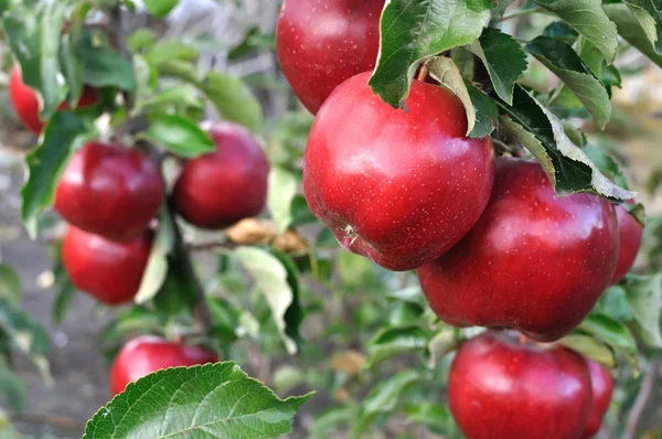 Zbliżenie: czerwone jabłka — Zdjęcie stockowe