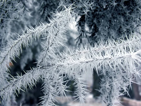 Zamrzlé větve v zimní přírodě — Stock fotografie
