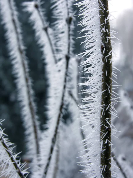 겨울에는 꽁꽁 얼어붙은 나뭇가지 — 스톡 사진